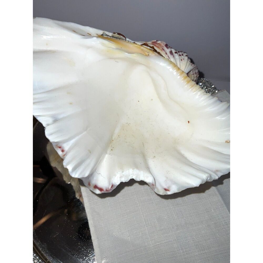 Beautiful ruffled clam shell NJ beach - Picture 3 of 6